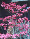 dogwood.jpg (41126 bytes)