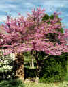 redbud.jpg (66032 bytes)