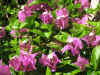 bougainvillea01.jpg (85430 bytes)