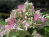 bougainvillea02.jpg (50949 bytes)