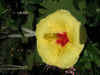 hibiscusyellow02.jpg (44766 bytes)