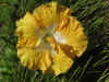 hibiscusyellow03.jpg (77512 bytes)