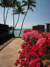 bougainvillea02.JPG (60608 bytes)
