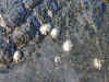 limpets01.jpg (94118 bytes)