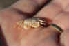 minicrab.jpg (25025 bytes)