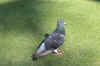 pigeon.jpg (75684 bytes)