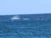 whale01.jpg (45351 bytes)