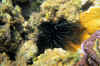 Urchin 02.JPG (171808 bytes)