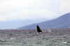 WhaleBreach02.jpg (127643 bytes)