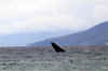 WhaleBreach04.jpg (119247 bytes)