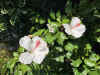 Img_5948.jpg (147569 bytes)